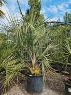 Palmboom Butia Capitata, Ophalen, Halfschaduw, Palmboom