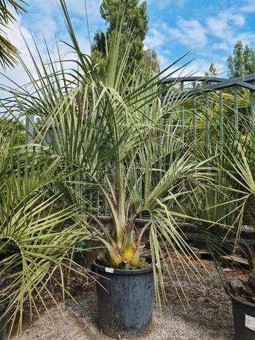 Palmboom Butia Capitata, Enlèvement, Ombre partielle, Palmier