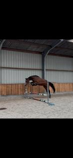 Jonge springpaarden, Dieren en Toebehoren, Paarden, Merrie, Springpaard, Gechipt, 3 tot 6 jaar