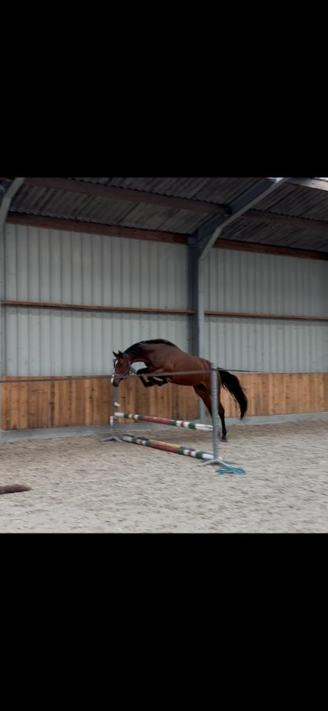 Jonge springpaarden, Dieren en Toebehoren, Paarden, Merrie, Onbeleerd, 3 tot 6 jaar, Springpaard, Met stamboom, Gechipt, Ontwormd