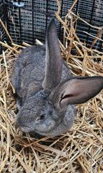 Nog een vlaamse reus die een nieuw  🏡 zoekt., Dieren en Toebehoren, Konijnen, Mannelijk, Groot, 0 tot 2 jaar