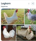 Broedeieren gezocht, Dieren en Toebehoren