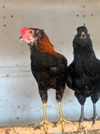 Araucana haantje en omijflegger dame, Dieren en Toebehoren, Kip