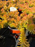 Sedum hybr. ‘Winter Lemon’ P10,5cm, Tuin en Terras, Planten | Tuinplanten, Ophalen, Bodembedekkers, Vaste plant, Halfschaduw