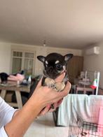 Chihuahua korthaar FCI, Dieren en Toebehoren, Honden | Chihuahua's en Gezelschapshonden, België, Fokker | Hobbymatig, Reu, CDV (hondenziekte)