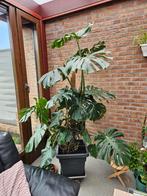 Monstera deliciosa, Enlèvement