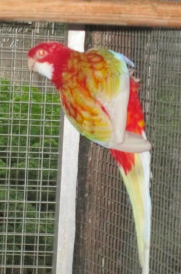 rubino rosella's beschikbaar voor biedingen