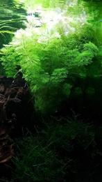 Aquariumplant (mooie stek : groot), Dieren en Toebehoren, Ophalen, Nieuw, Gevuld zoetwateraquarium