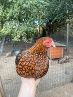 Hennen Wyandotte kriel, Dieren en Toebehoren, Pluimvee, Vrouwelijk, Kip