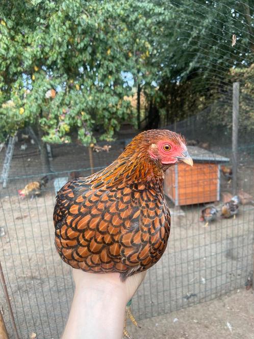 Hennen Wyandotte kriel, Dieren en Toebehoren, Pluimvee, Kip, Vrouwelijk