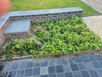 Aardbeienplanten GRATIS, Ophalen