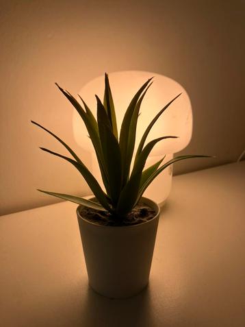 Fake Plant beschikbaar voor biedingen