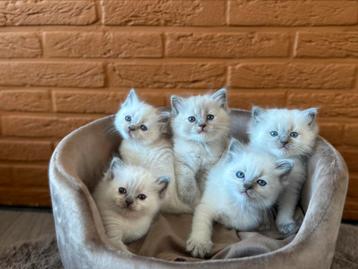 Ragdoll kittens zoeken gouden huisje  beschikbaar voor biedingen