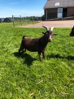 Dwerggeiten bok met maanvlekken, Dieren en Toebehoren, Schapen, Geiten en Varkens, Mannelijk, Geit, 0 tot 2 jaar