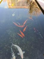 Goudwindes 9 stuks (30 a 40cm), Dieren en Toebehoren, Vissen | Vijvervissen