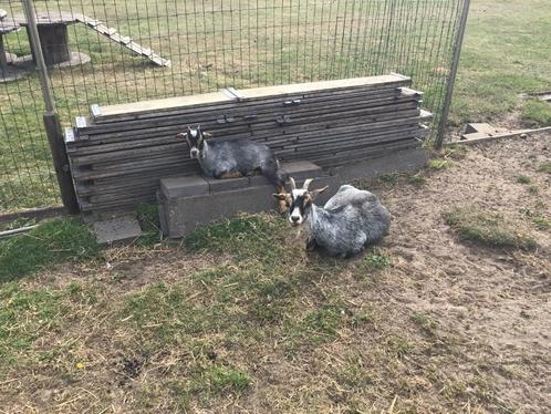 Dwerg geitje ( Mieke ), Dieren en Toebehoren, Schapen, Geiten en Varkens, Geit, Vrouwelijk, 0 tot 2 jaar