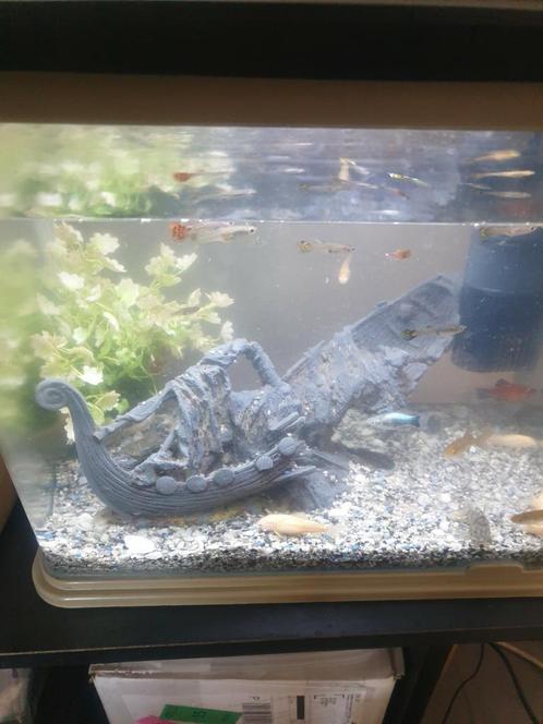 Te koop mooie guppies !!, Dieren en Toebehoren, Vissen | Aquariumvissen