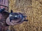 Schaap ram 8 maand ongeveer 6o kilo, Dieren en Toebehoren, Schaap