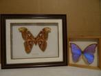 Vlinder in lijst 2x kunst Atlas Moth en Morpho Didius Peru, Opgezet dier, Ophalen of Verzenden, Zo goed als nieuw, Insect