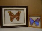 Vlinder in lijst 2x kunst Atlas Moth en Morpho Didius Peru, Verzamelen, Ophalen of Verzenden, Zo goed als nieuw, Insect, Opgezet dier