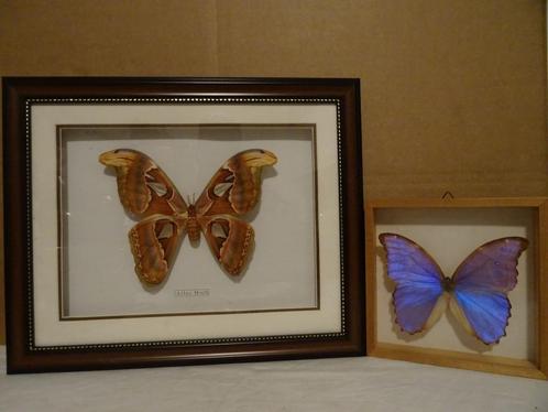 Papillon dans le cadre 2x art Atlas Moth Morpho Didius Peru, Collections, Collections Animaux, Comme neuf, Animal empaillé, Insecte