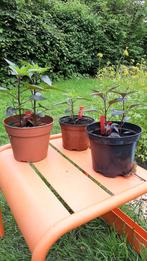 Numex Twilight hete peperplant, Tuin en Terras, Planten | Tuinplanten, Ophalen