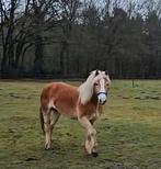 Belle jument haflinger et son poulain, Vermifugé, Poney de récréation, Plusieurs animaux, Poney D (1.37 m à 1.48m)