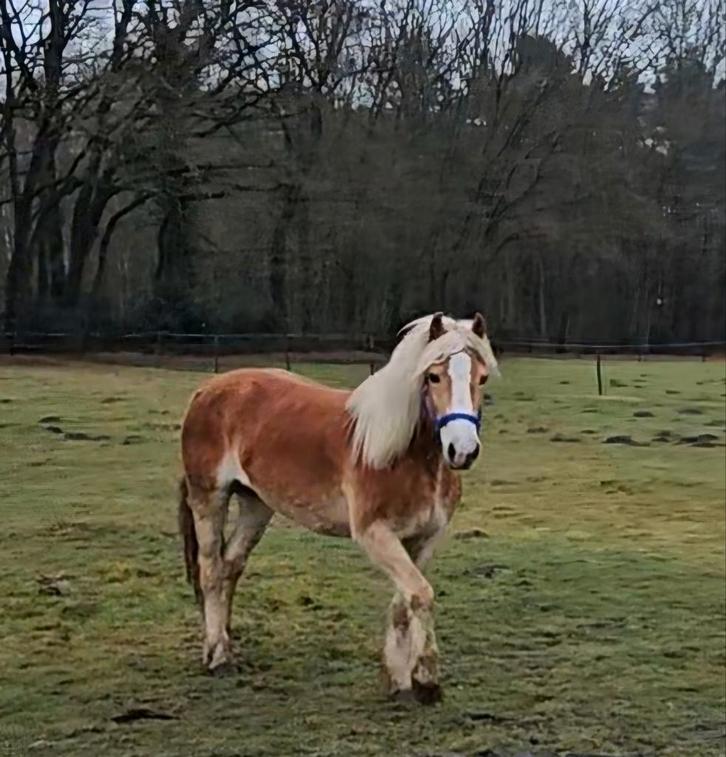 Belle jument haflinger et son poulain, Animaux & Accessoires, Poneys, Plusieurs animaux, Non dressé, Poney D (1.37 m à 1.48m)