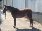 New forest ponys, Dieren en Toebehoren, Merrie, B, Gechipt, Dressuurpony