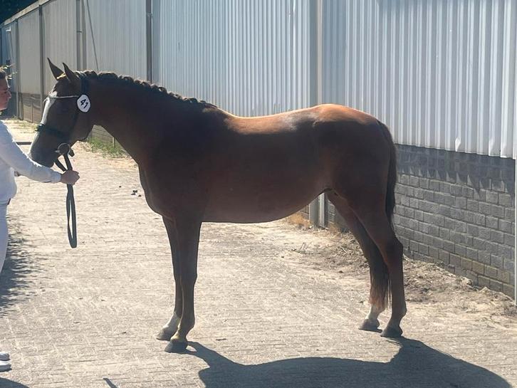 New forest ponys, Dieren en Toebehoren, Pony's, Merrie, B, D pony (1.37m tot 1.48m), Dressuurpony, 11 jaar of ouder, Met stamboom
