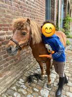 schattige shetlandruin te koop, Dieren en Toebehoren, Pony's, Gechipt, Ruin, Niet van toepassing, A pony (tot 1.17m)