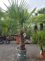 Winterharde palmboom Trachycarpus Fortunei, Ophalen