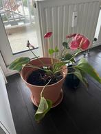 Plante naturelle (pot inclus), Huis en Inrichting, Kamerplanten, Bloeiende kamerplant, Ophalen, In pot, Minder dan 100 cm