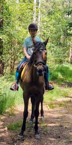 Braafste familiepaardje, Dieren en Toebehoren, Paarden, Merrie