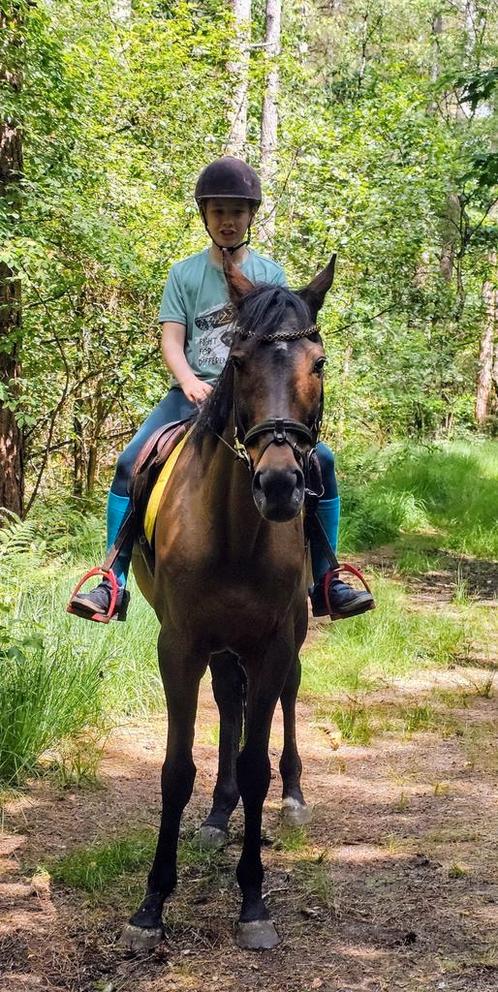 Braafste familiepaardje, Dieren en Toebehoren, Paarden, Merrie