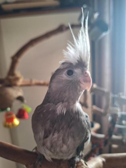 Super tamme valkparkietjes, Dieren en Toebehoren, Vogels | Parkieten en Papegaaien, Tam
