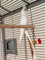 valkparkiet koppel, Dieren en Toebehoren