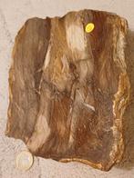 4x versteend hout - diverse prijzen, Ophalen of Verzenden, Fossiel