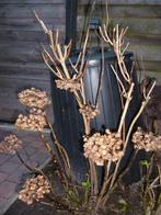 hortensia, Enlèvement, Plante fixe