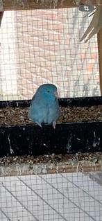 Petite perruche Catherine, Animaux & Accessoires, Oiseaux | Perruches & Perroquets, Femelle, Perroquet nain ou Inséparable, Bagué