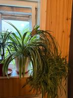 Spider plant with lots of ofspring, Ophalen