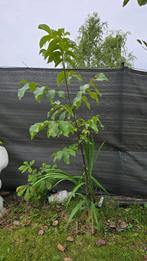 Notelaar, Tuin en Terras, Planten | Tuinplanten, Ophalen