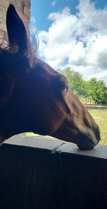 Merrie veulen Johnny depp x Armani beschikbaar voor biedingen