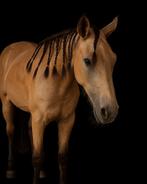 2 jarige ruin, Dieren en Toebehoren, Pony's, Gechipt, Ruin, Springpony, 0 tot 2 jaar