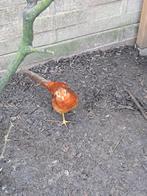 Goudfazanten 2025 laatste koppels, Dieren en Toebehoren, Pluimvee