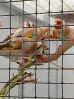Major putters, distelvinken bruin van 2025., Dieren en Toebehoren, Meerdere dieren, Wildzangvogel, Geringd