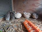 Japanse kwartels, Dieren en Toebehoren, Pluimvee