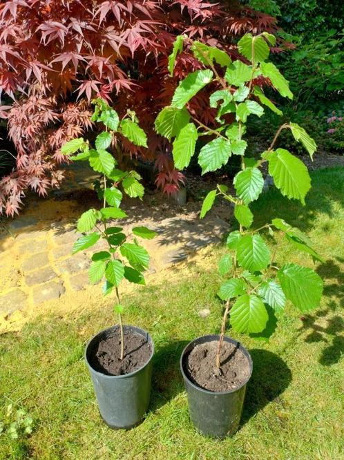Hazelaar 'Corylus', Tuin en Terras, Planten | Struiken en Hagen, Struik, Overige soorten, 250 cm of meer, Ophalen