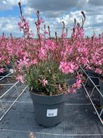 Gaura lindh. Greyser pink p21cm, Ophalen, Vaste plant, Volle zon
