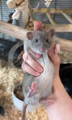 Standaard ratten dumbo 5 mannetjes, Dieren en Toebehoren, Rat, Mannelijk, Tam, Oktober